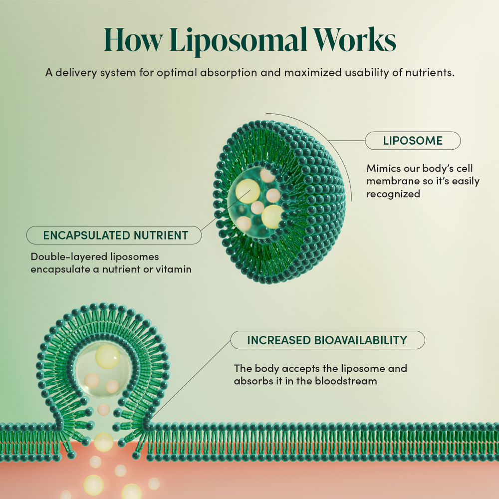 Liposomal Vitamin C delivery system diagram, showing how it encapsulates & increases bioavailability for kid's immune