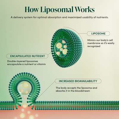 Liposomal Vitamin C delivery system diagram, showing how it encapsulates & increases bioavailability for kid's immune