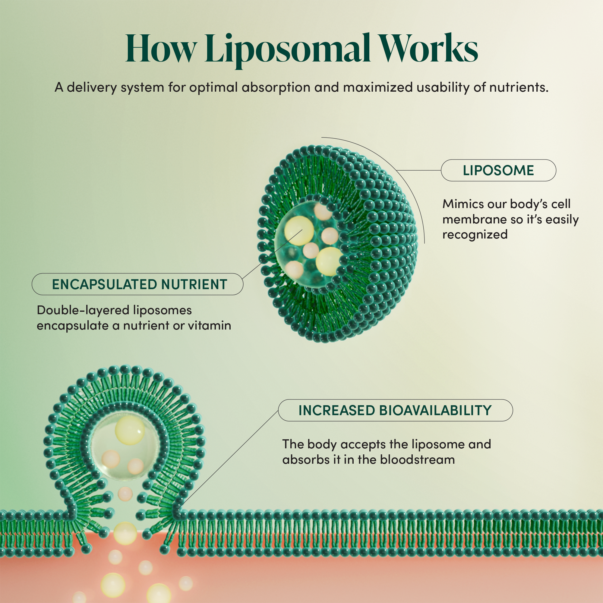 Liposomal delivery system for Royal Jelly brain health supplements. Explains nutrient encapsulation & increased