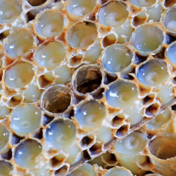 image of royal jelly in a hive