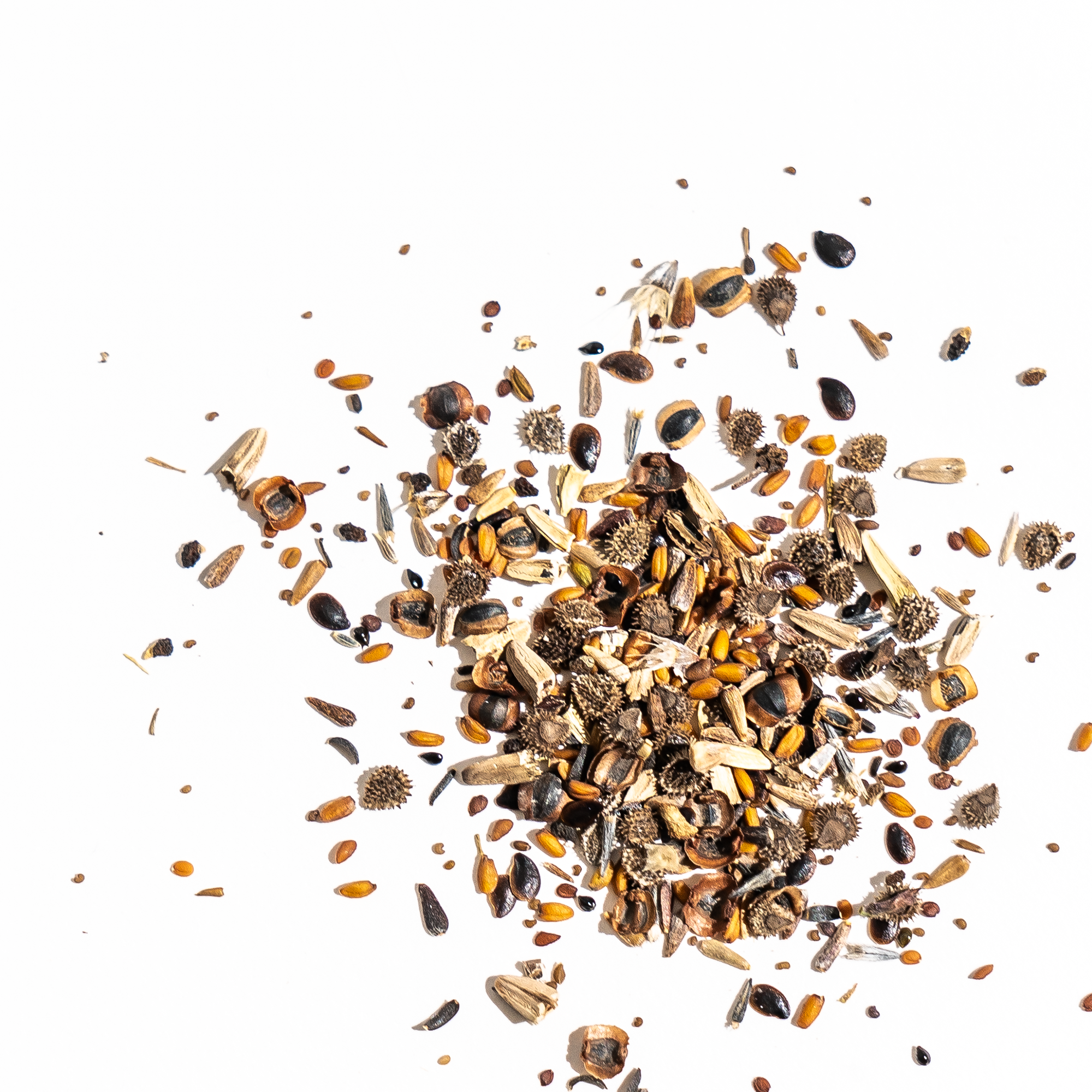 Assorted wildflower seeds spilling from a seed packet. Variety of textures, colors, and shapes for a vibrant wildflower