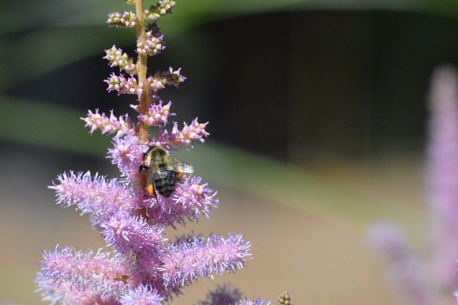 Bumblebee collecting pollen on a pink-purple flower with a blurred garden background