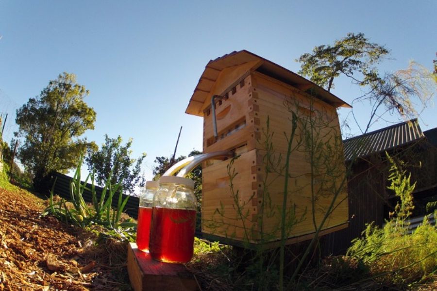 Wooden beehive draining dark amber honey through clear tubes into two glass jars on a sunny garden bed