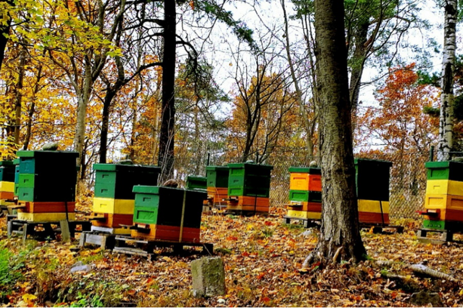 Rows of colorful beehives grouped among trees on a leaf-covered forest floor in autumn