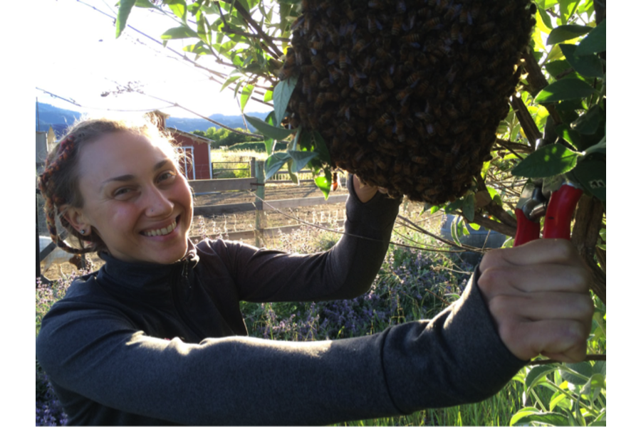 Emily Bondor smiling while holding a swarm of bees on a branch, using red-handled pruners in a sunny outdoor apiary