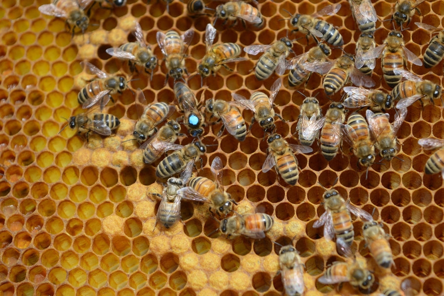 Cluster of honey bees, including a blue‑marked queen, on honeycomb cells inside a beehive