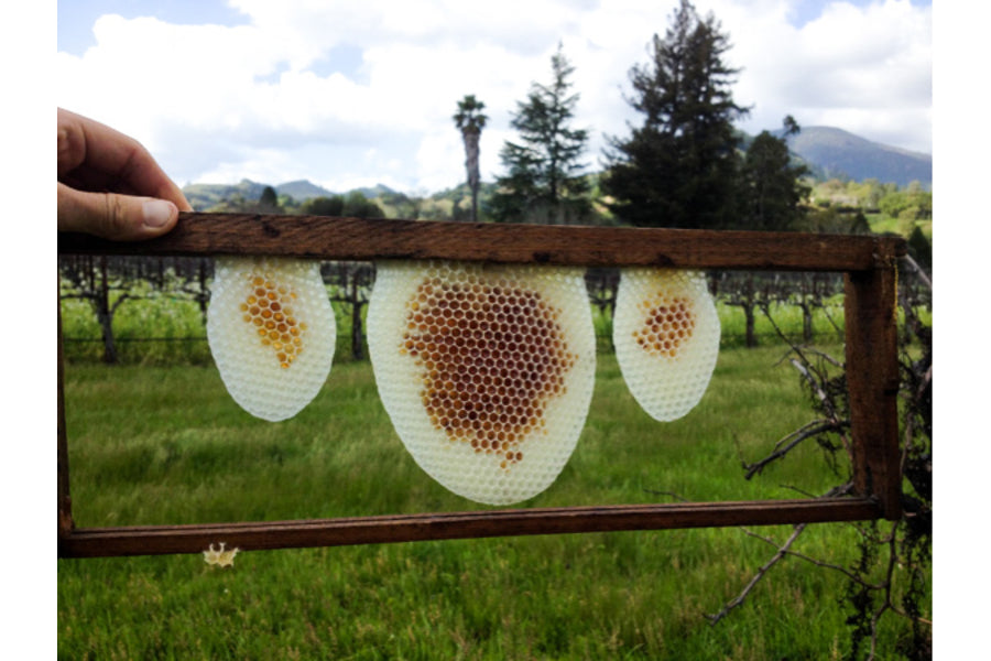 Hand holding a wooden hive frame with three circular white wax honeycombs showing brown honey cells against a green vineyard and trees