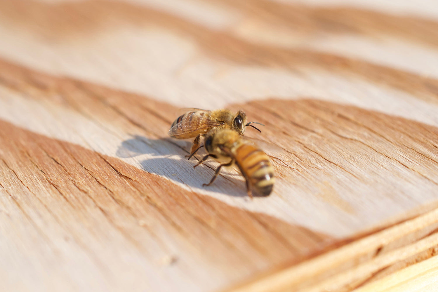 Two honeybees resting on a sunlit wooden surface