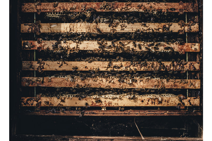 Bees clustered on wooden hive frames building honeycomb inside a weathered beehive