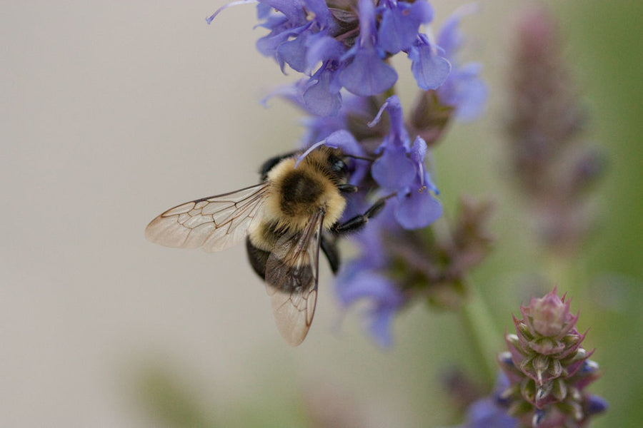 Bumblebee feeding on a purple flower in close-up with a soft blurred garden background