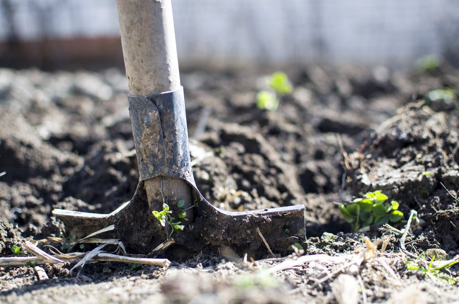 Shovel blade digging into garden soil among small green seedlings