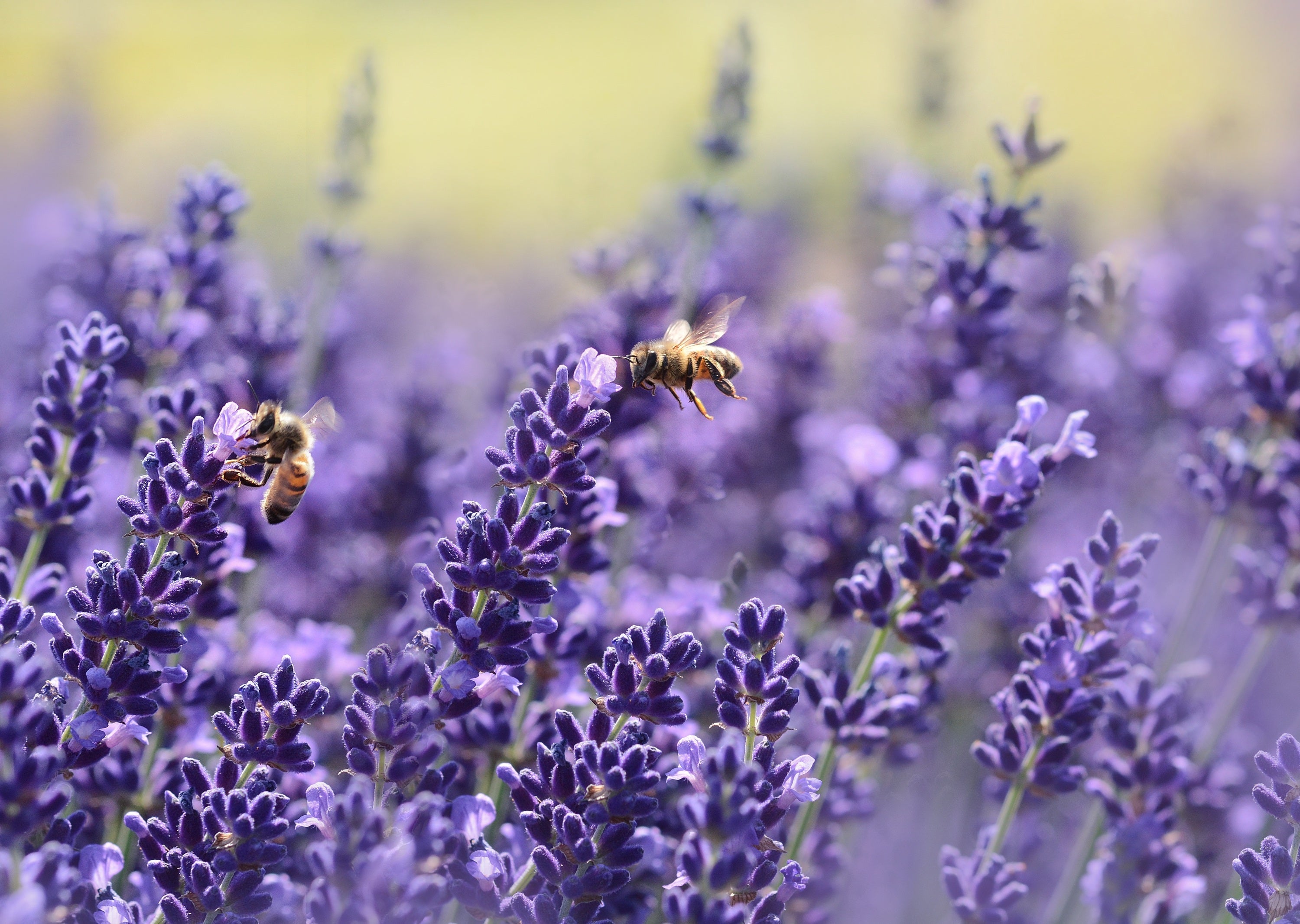 Two honeybees collecting nectar on purple lavender flowers in a sunlit field