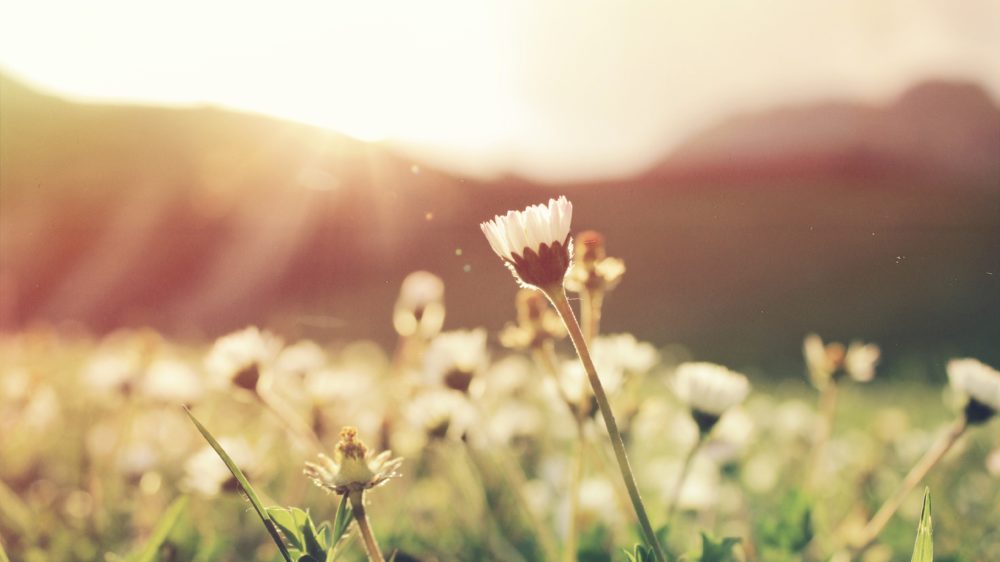 Single daisy catching warm sunlight in a grassy meadow at golden hour with soft-focus wildflowers in the background