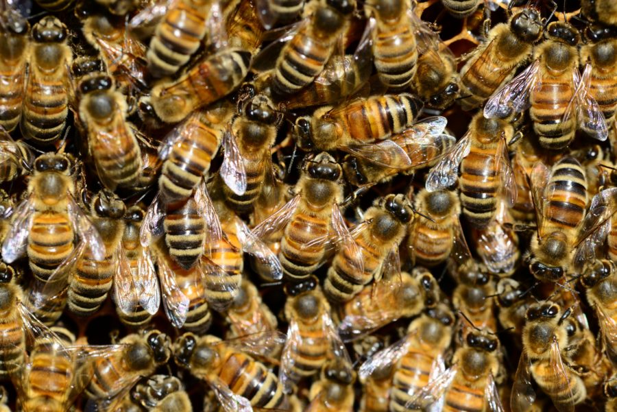 Close-up of honeybees clustered tightly on a hive frame