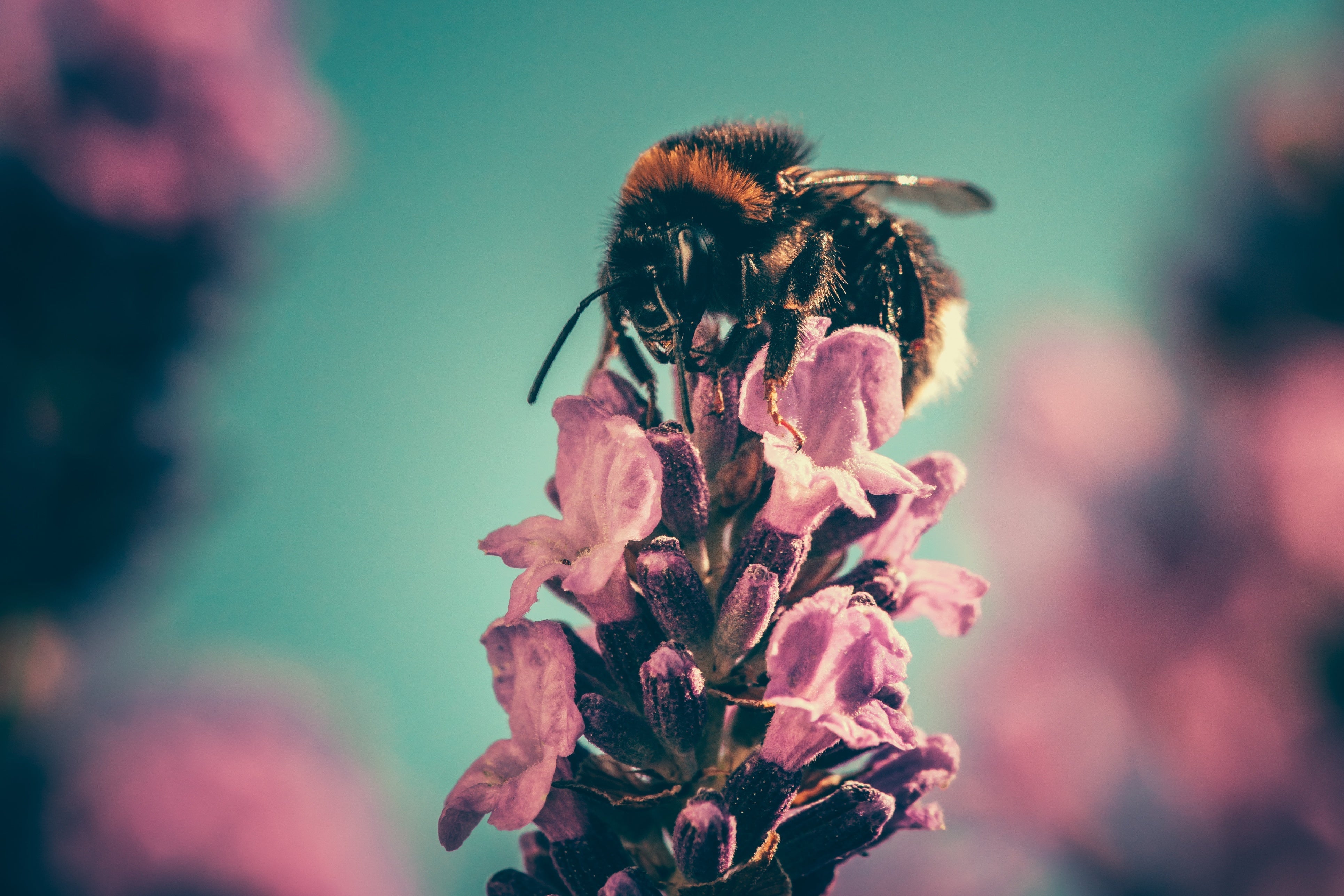 Bumblebee feeding on a purple lavender flower with a soft teal blurred background