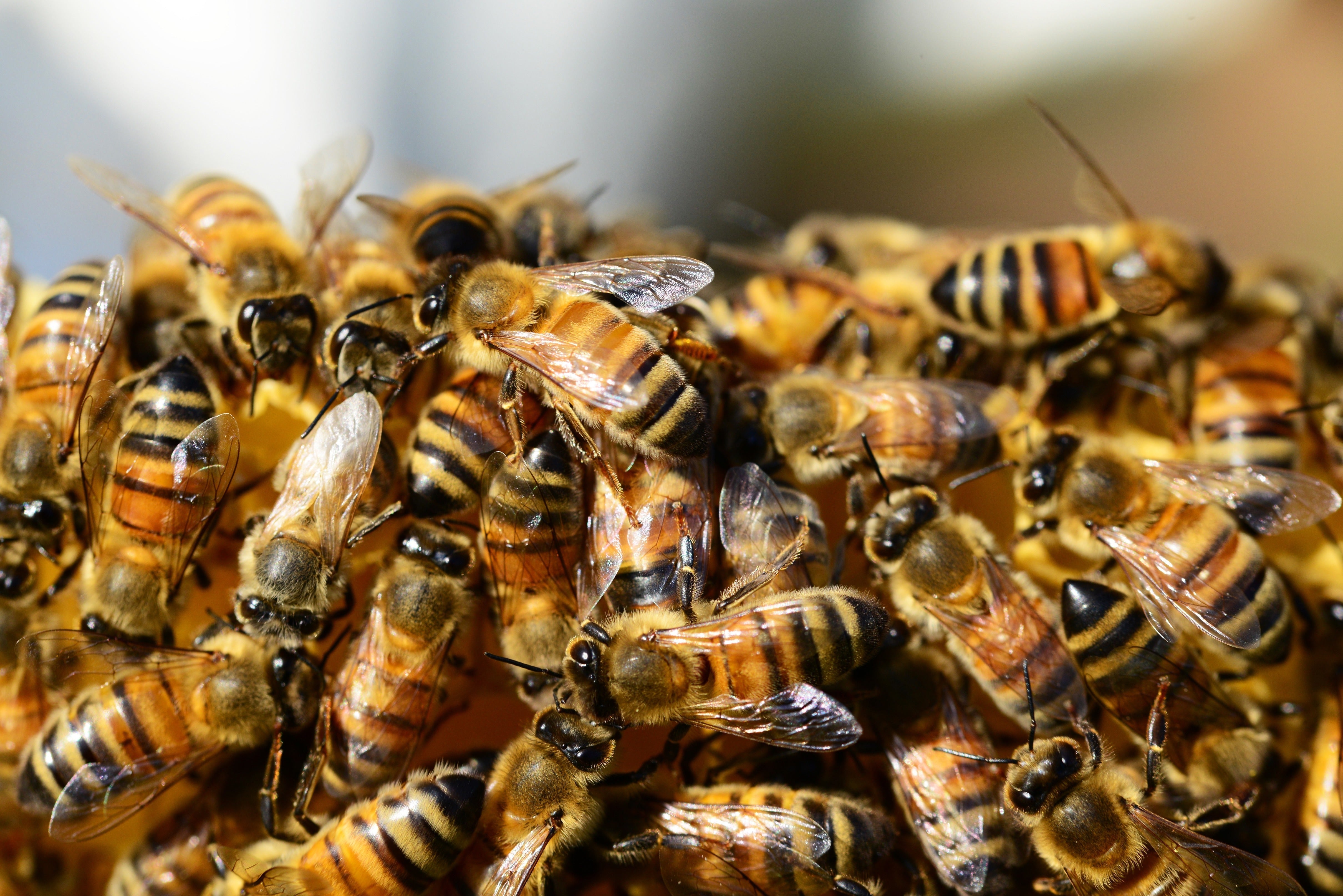 Close-up of honeybees clustered on a hive frame