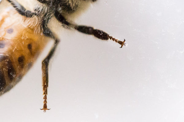 Macro close-up of a honeybee showing its hind legs and fuzzy abdomen against a pale background