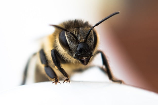 Honeybee perched on a white surface in a tight close-up with a soft, blurred background