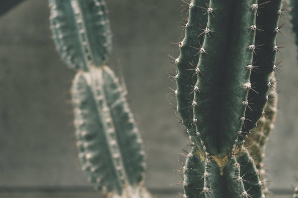 Close-up of green columnar cactus stems showing sharp spines and ribbed texture against a soft gray background