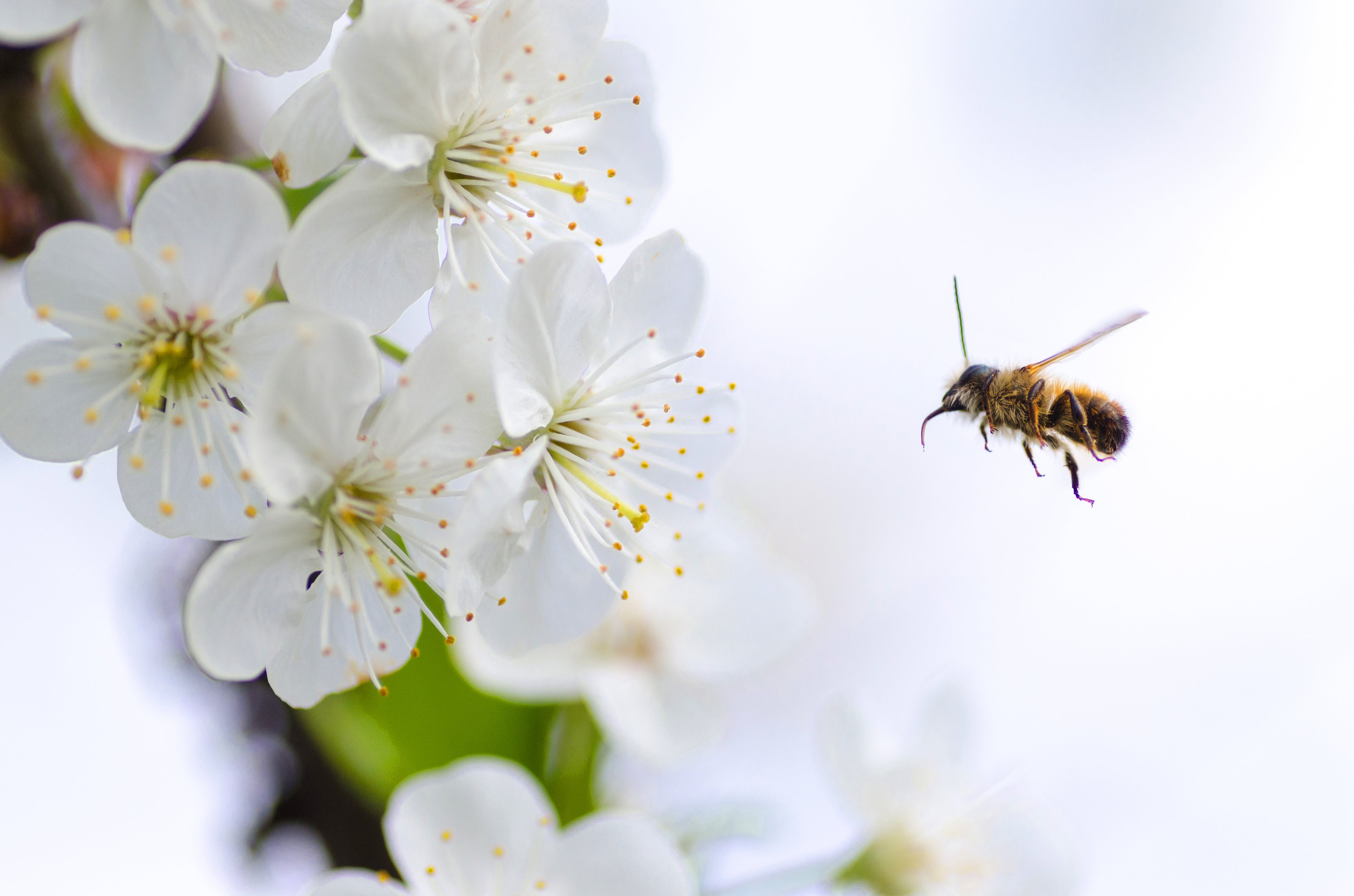 Honeybee hovering near white cherry blossoms on a bright pale background