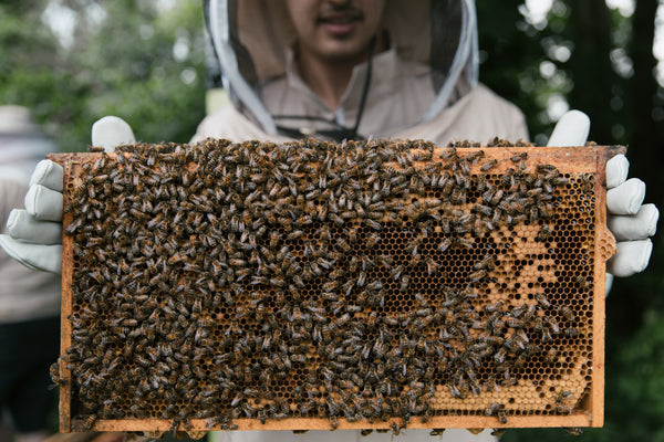 Beekeeper holding a honeycomb frame covered in bees during an outdoor hive inspection