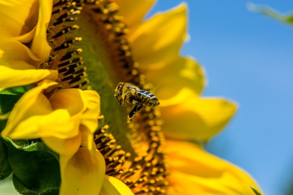 Honeybee hovering near a sunflower head against a clear blue sky