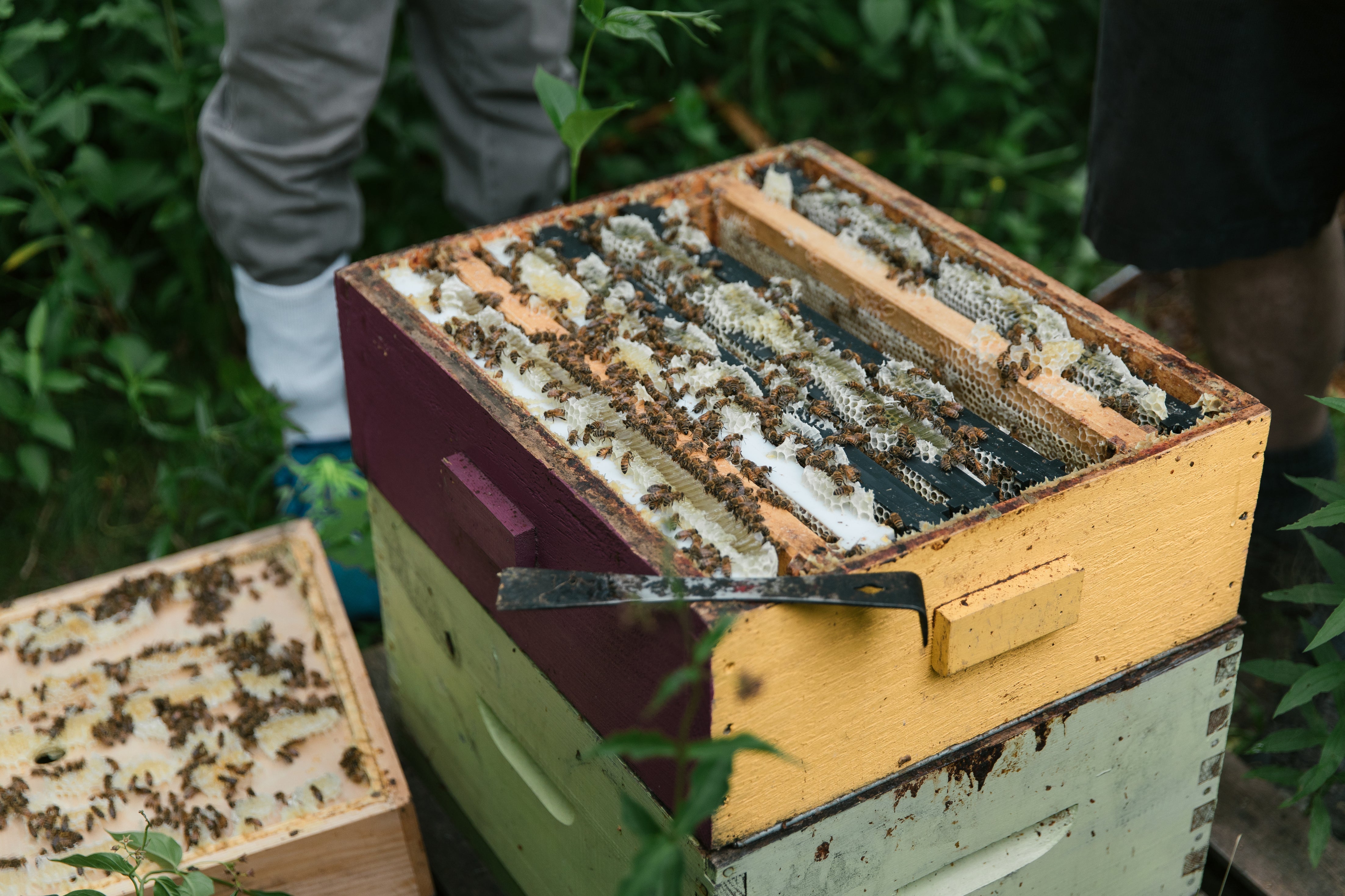 Beekeepers inspecting an open hive box showing honeycomb frames and worker bees in a grassy apiary