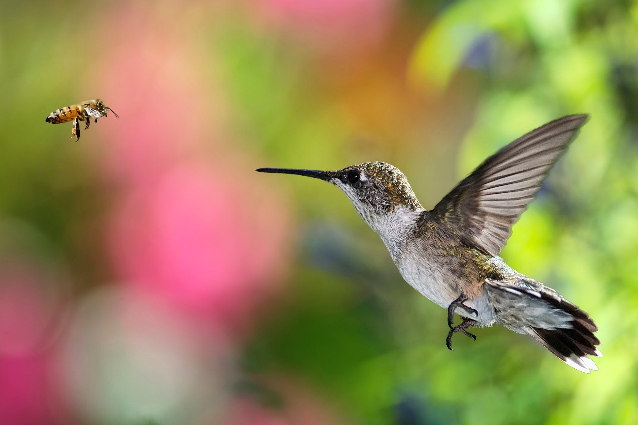 Hummingbird hovering and facing a honeybee with a soft pink and green blurred floral background