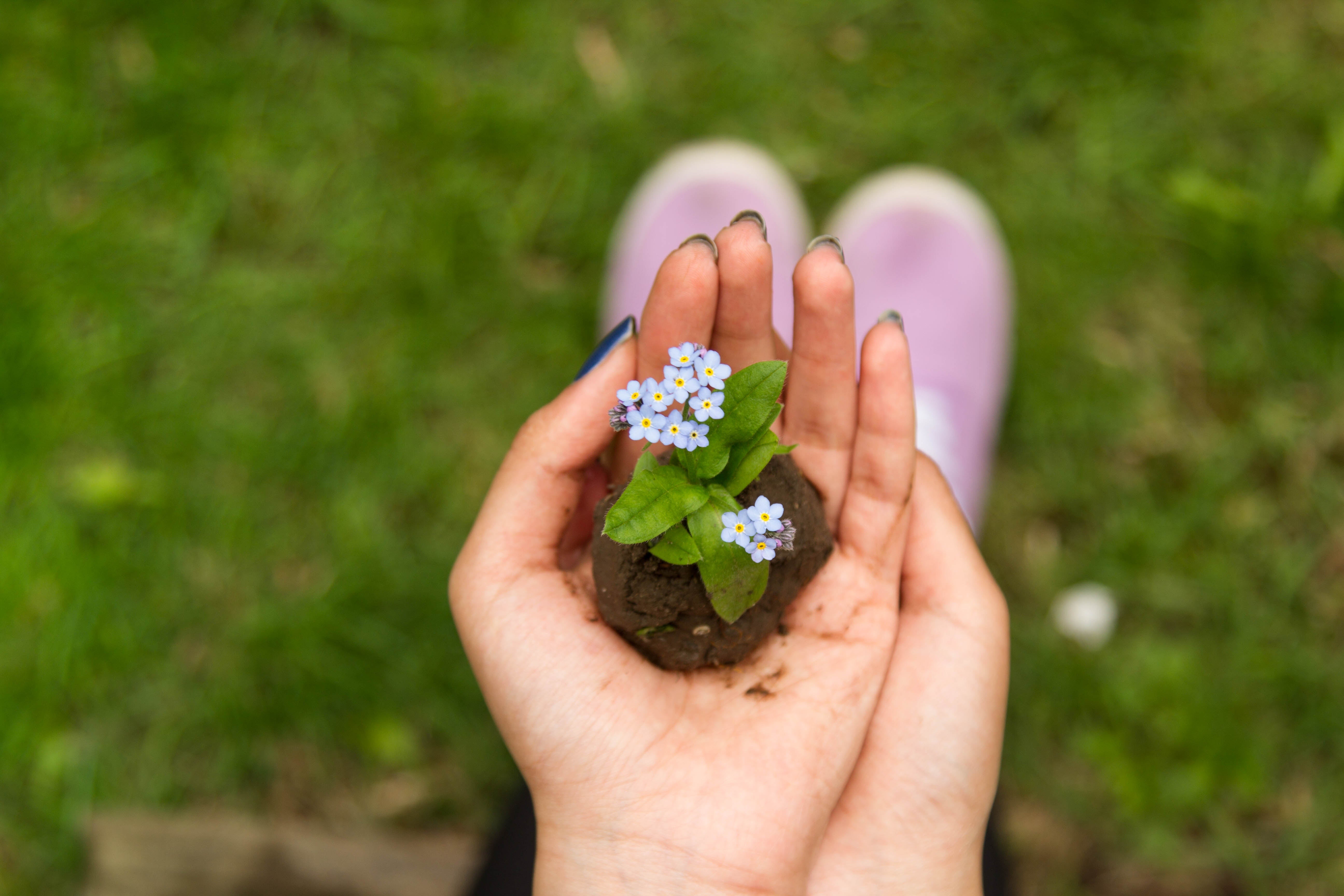 Cupped hands holding a small clump of soil with tiny blue wildflowers, blurred grass and pink shoes in the background