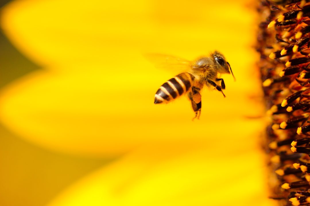Honeybee flying toward a sunflower's center against bright yellow petals