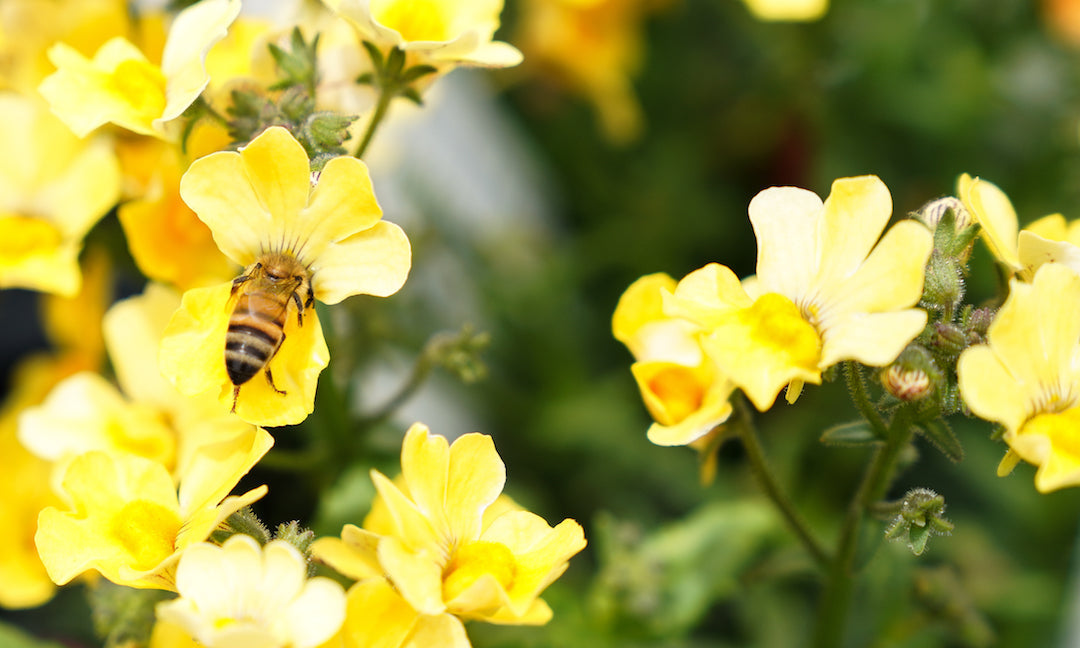 Honeybee collecting nectar from small yellow blossoms in a sunlit garden