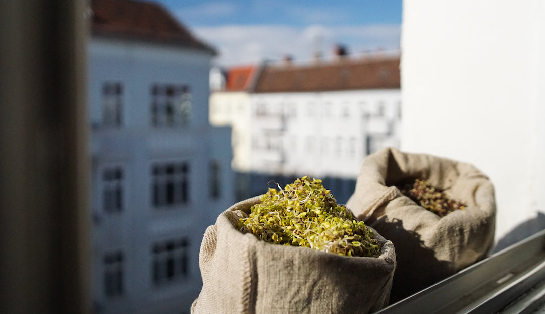 Two burlap sacks filled with broccoli sprouts on a sunlit windowsill with blurred apartment buildings outside