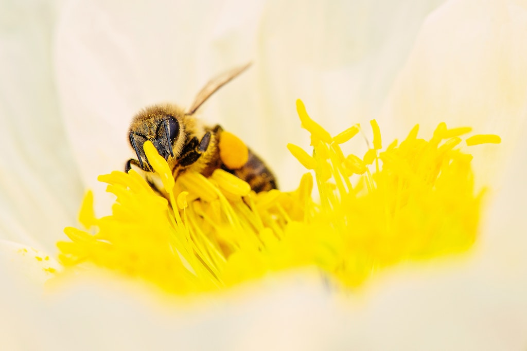 Honey bee collecting pollen from a yellow flower stamen in a soft-focus close-up