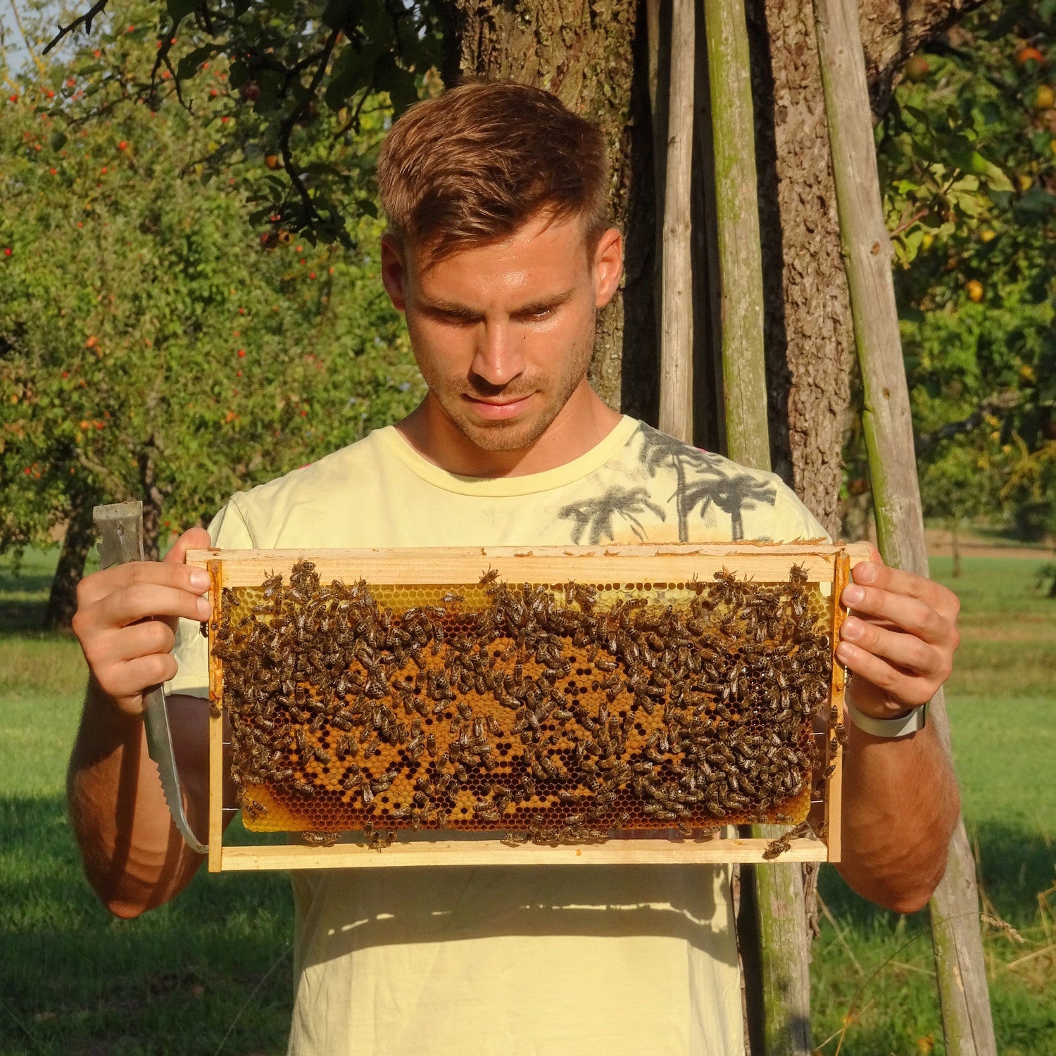Man holding a honeycomb frame covered in bees in a sunlit orchard