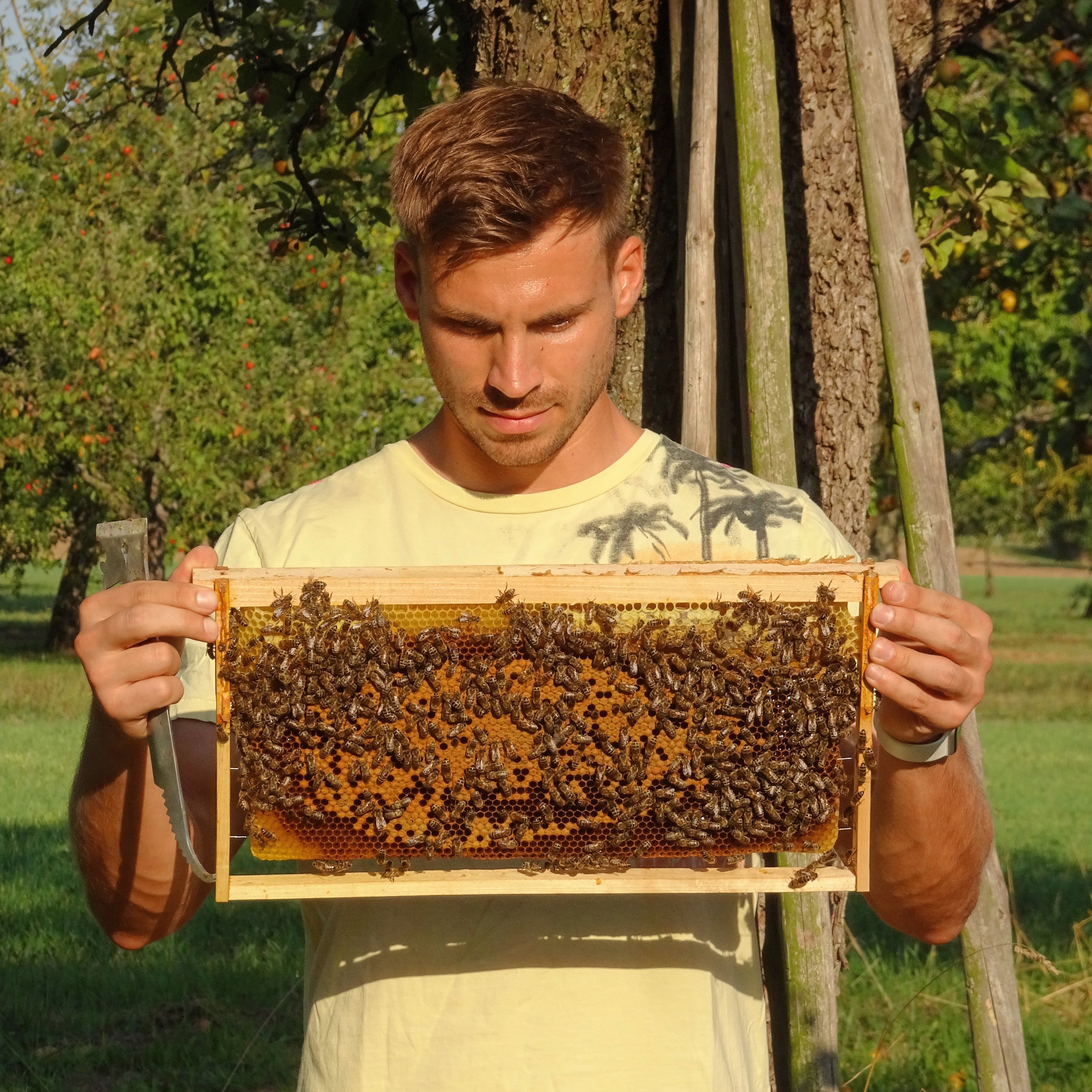Man holding a honeycomb frame covered in bees in a sunlit orchard