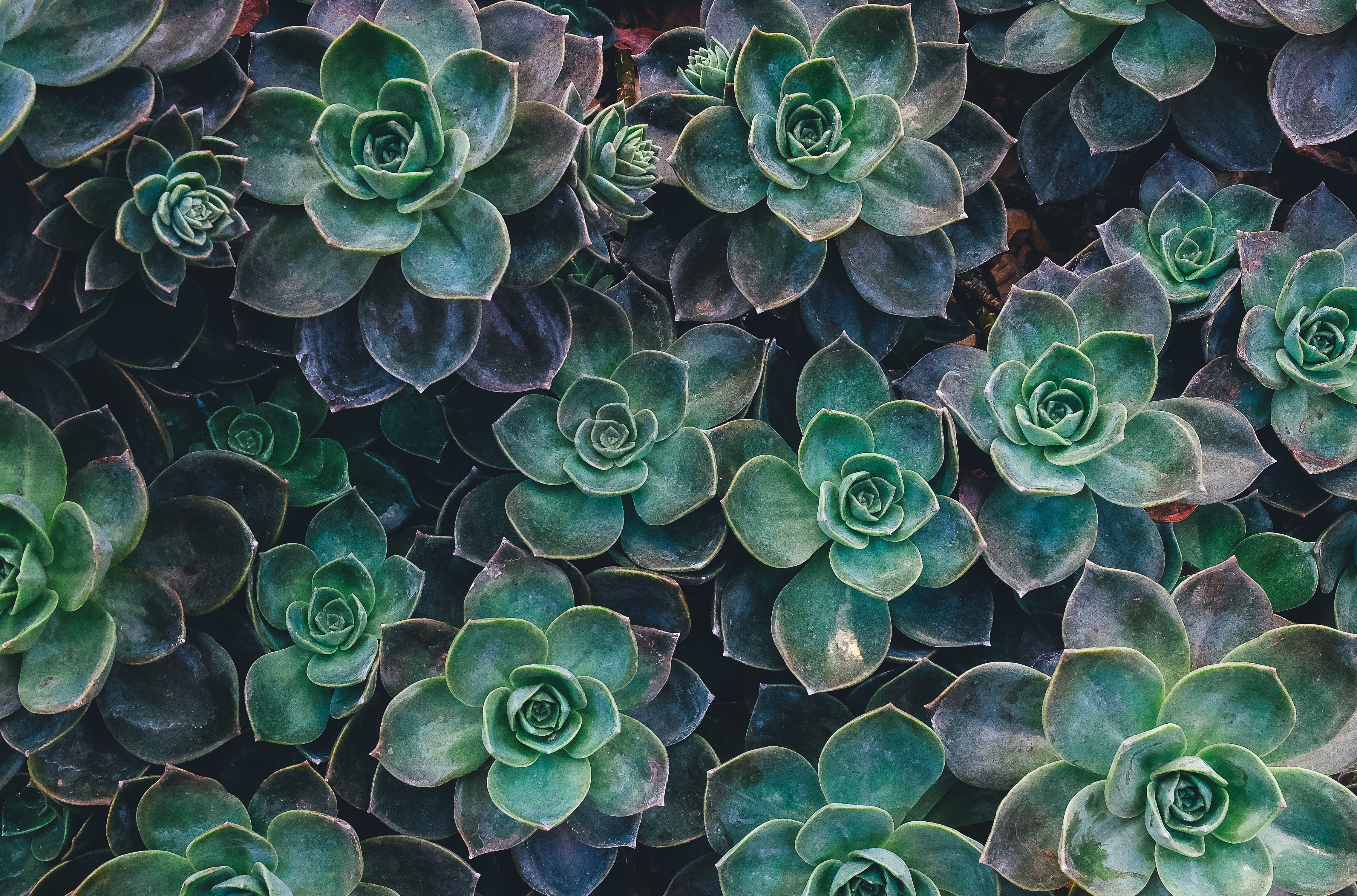 Close-up of green succulent rosettes filling the frame