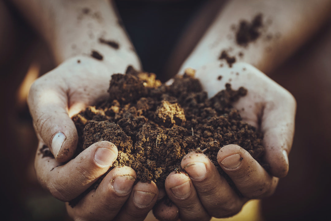 Close up of hands cupping rich garden soil to represent the soil microbiome