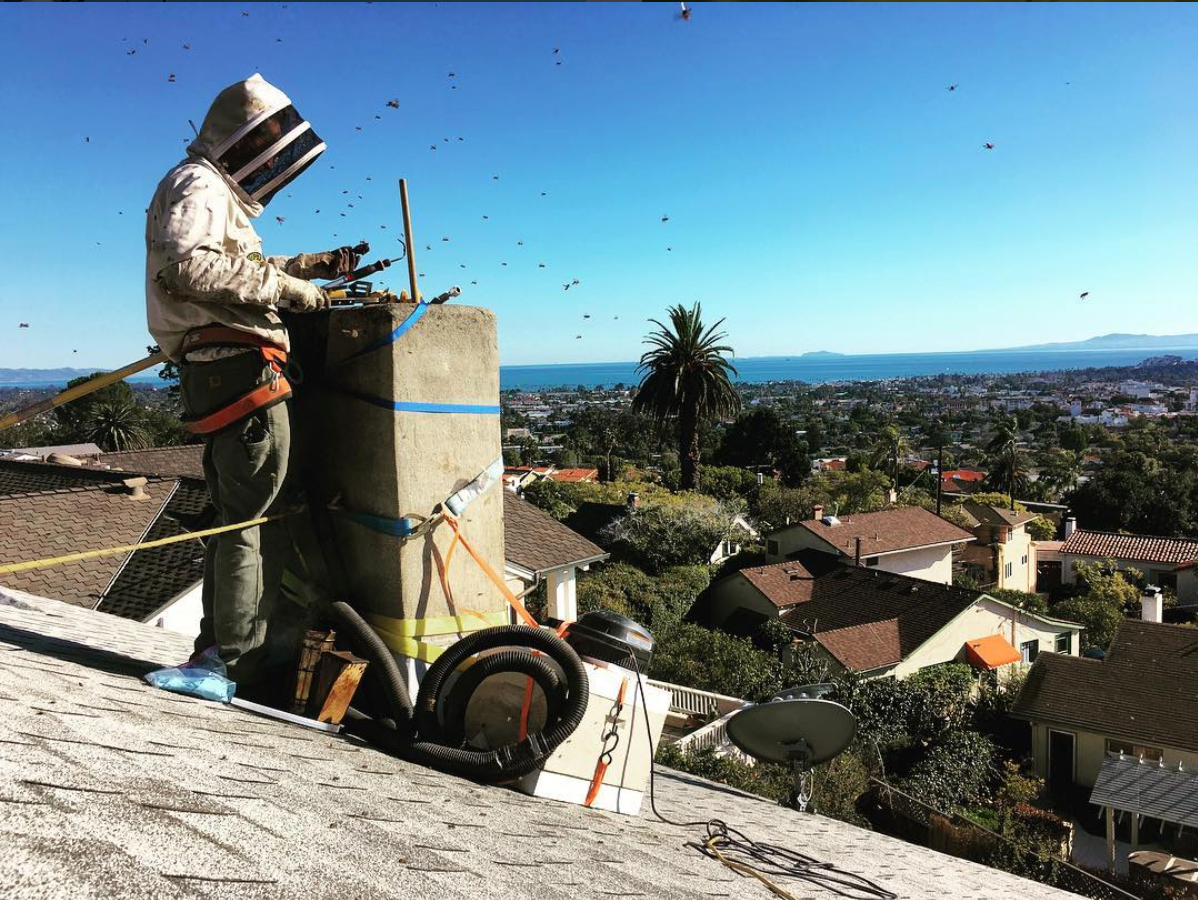 Beekeeper in protective suit removing a hive from a chimney on a rooftop, with houses and the ocean in the background