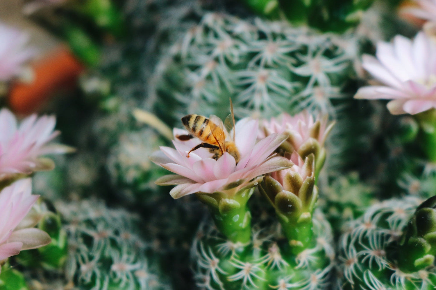 Honeybee feeding on a small pink cactus flower against a blurred green cactus background