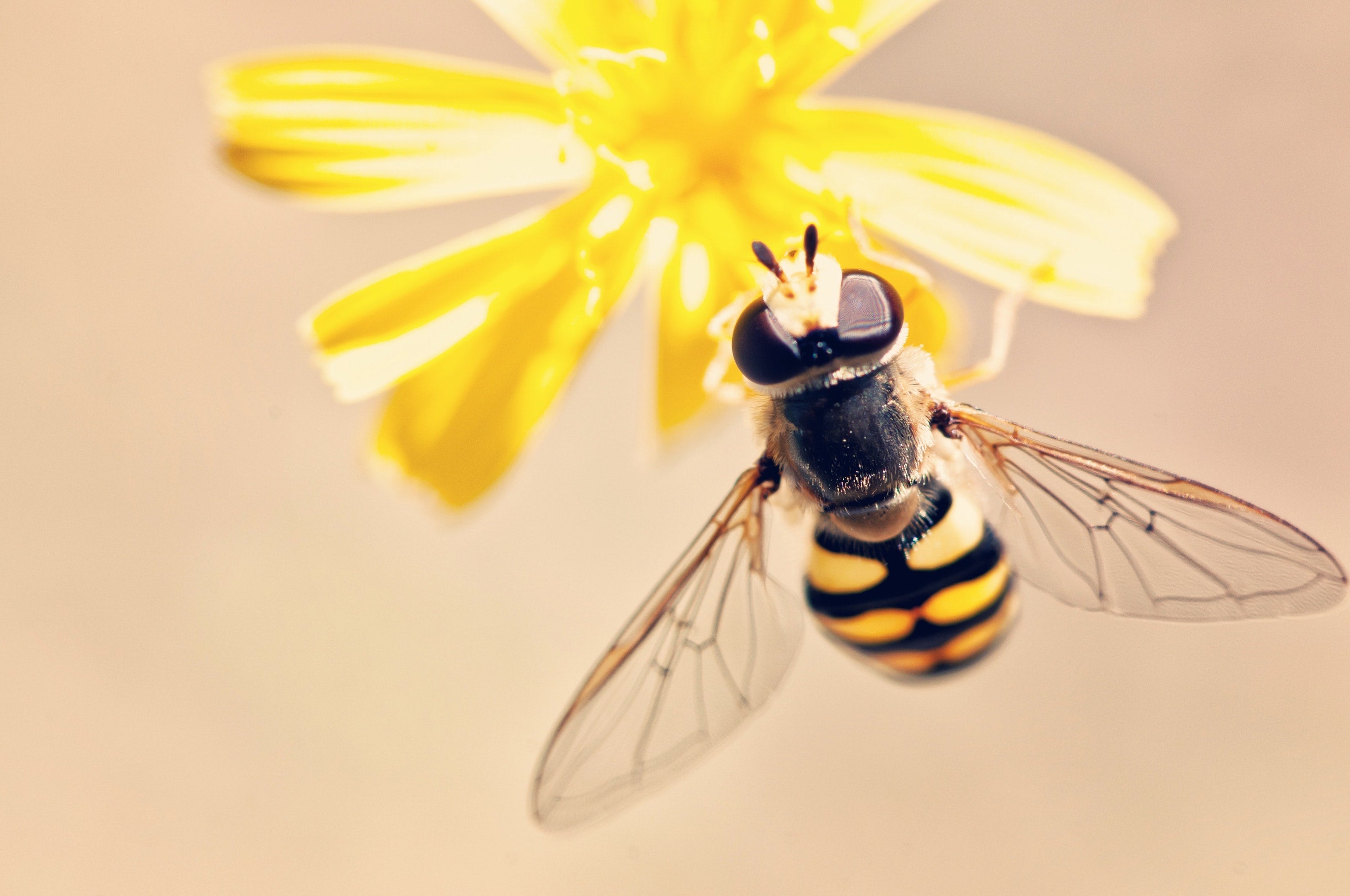 Hoverfly hovering at a small yellow flower against a soft beige background