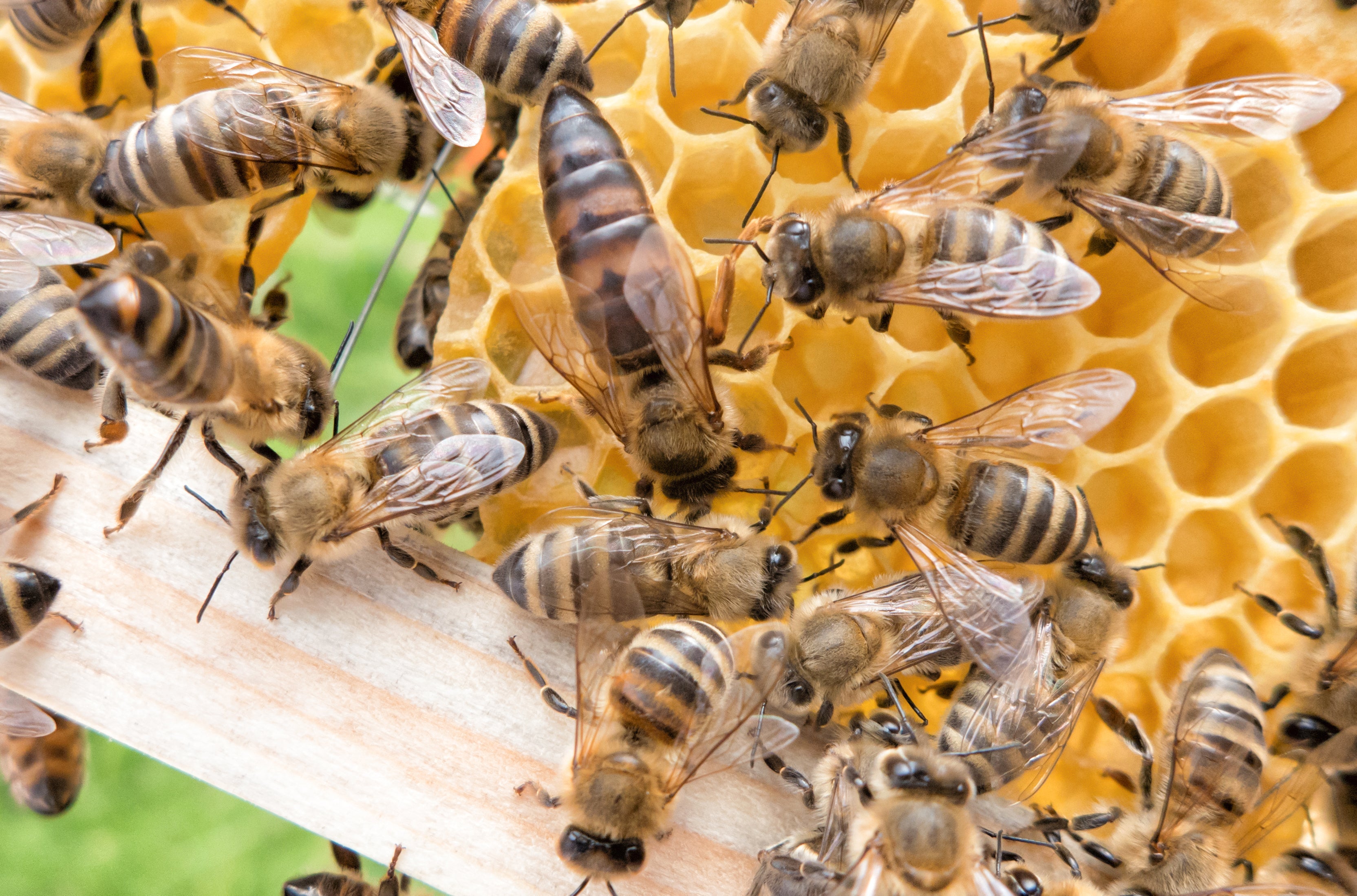 Queen bee surrounded by worker bees on a honeycomb frame inside a hive