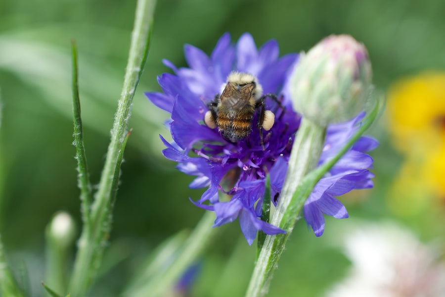 bee on a flower pollinating