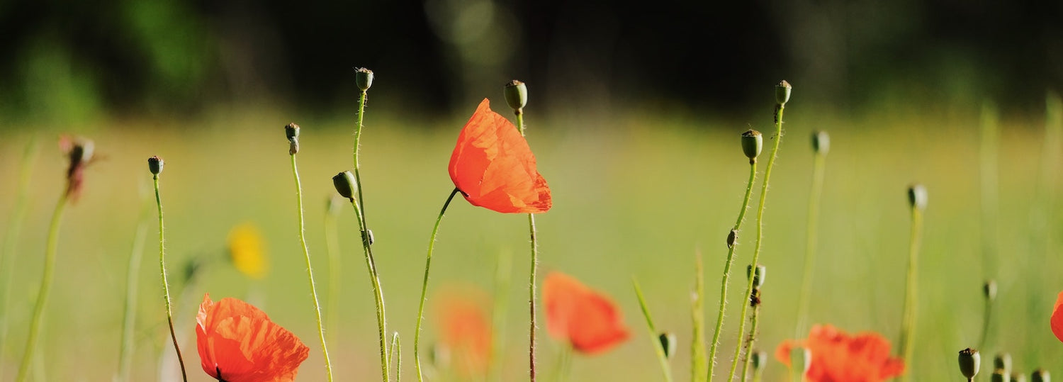 Red poppy flowers swaying in a sunlit meadow with a soft-focused green background