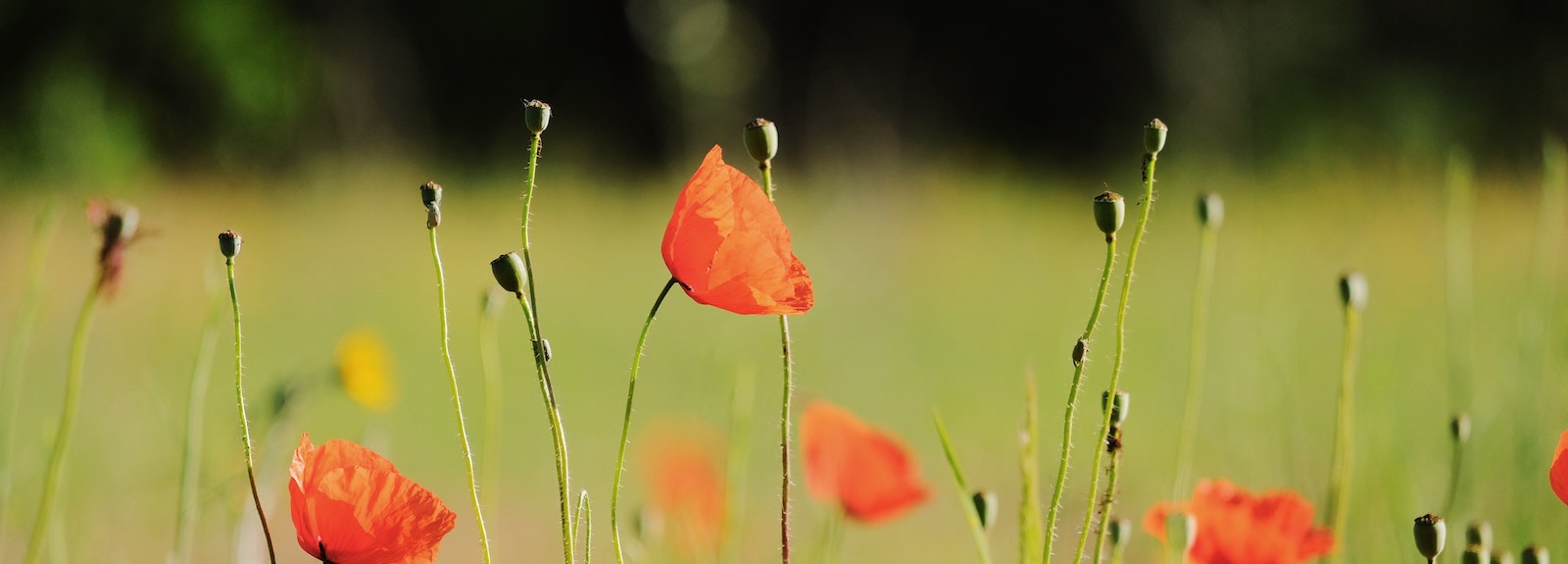 Red poppy flowers swaying in a sunlit meadow with a soft-focused green background