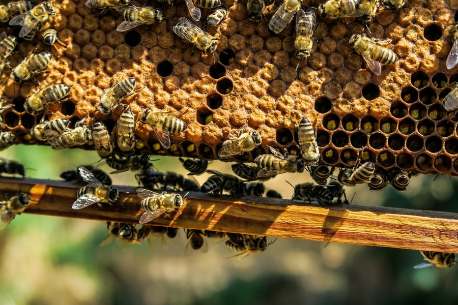 Bee News: December Edition