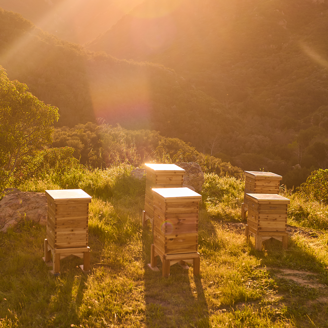 Wooden beehives on a grassy hillside with a mountainous background during sunset.