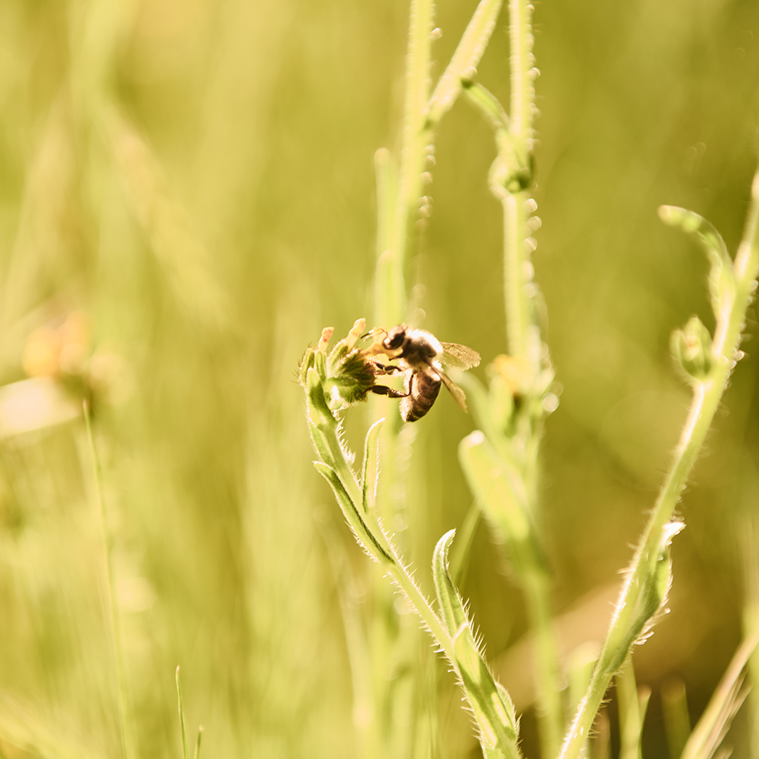 Close-up of a bee perched on a green plant stem with soft sunlight filtering through a blurred yellow-green background.