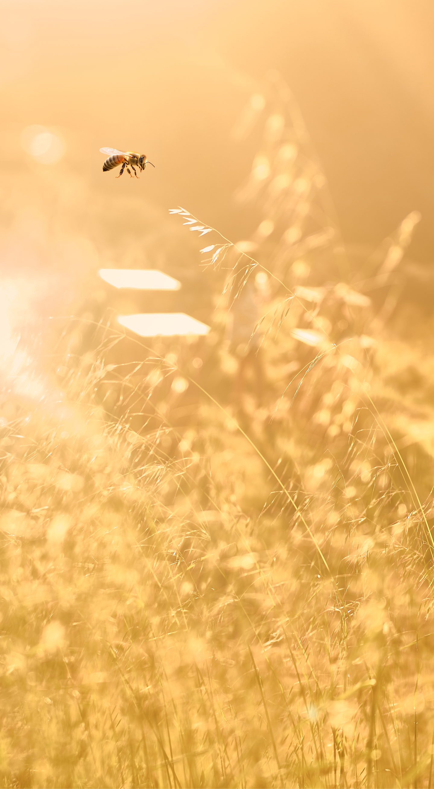 A honeybee in mid-flight above sunlit tall grass with a warm golden background, capturing a serene and natural outdoor scene.