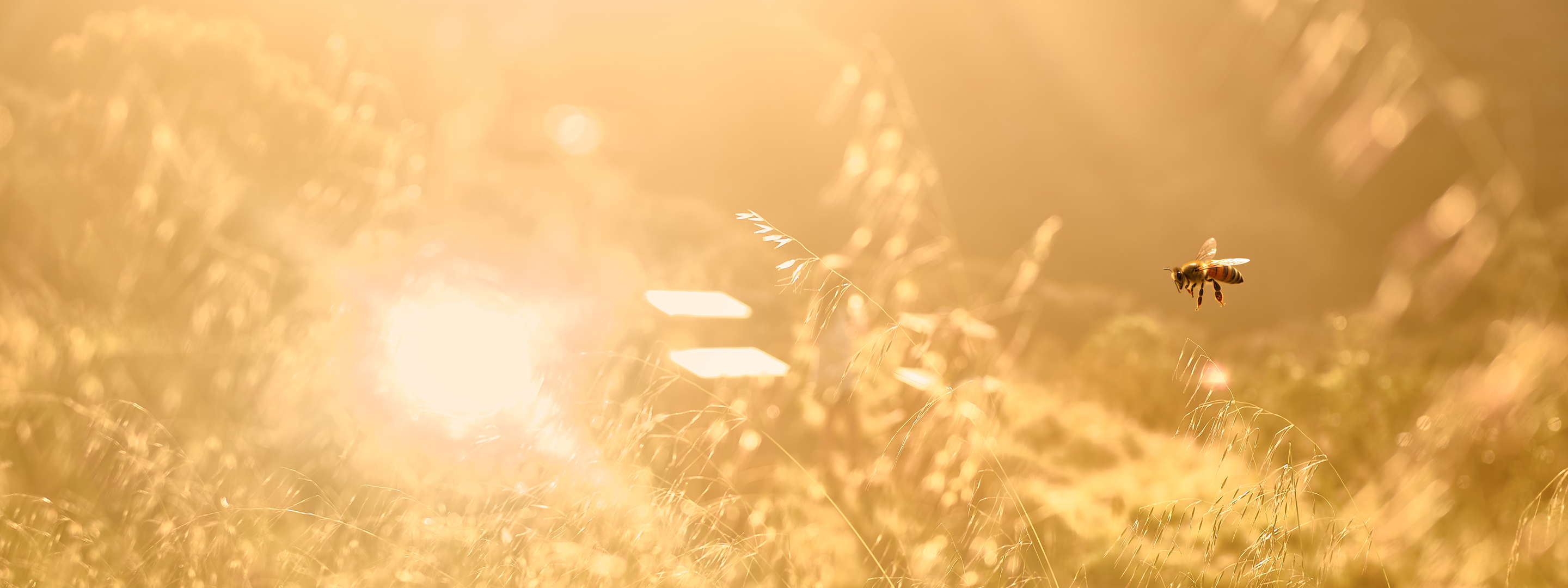 A single bee flying over a sunlit field of tall grass with a warm golden glow and soft focus in the background.
